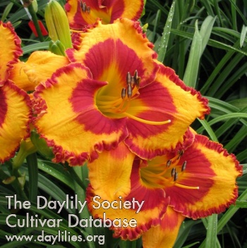 Daylily Tropical Fusion